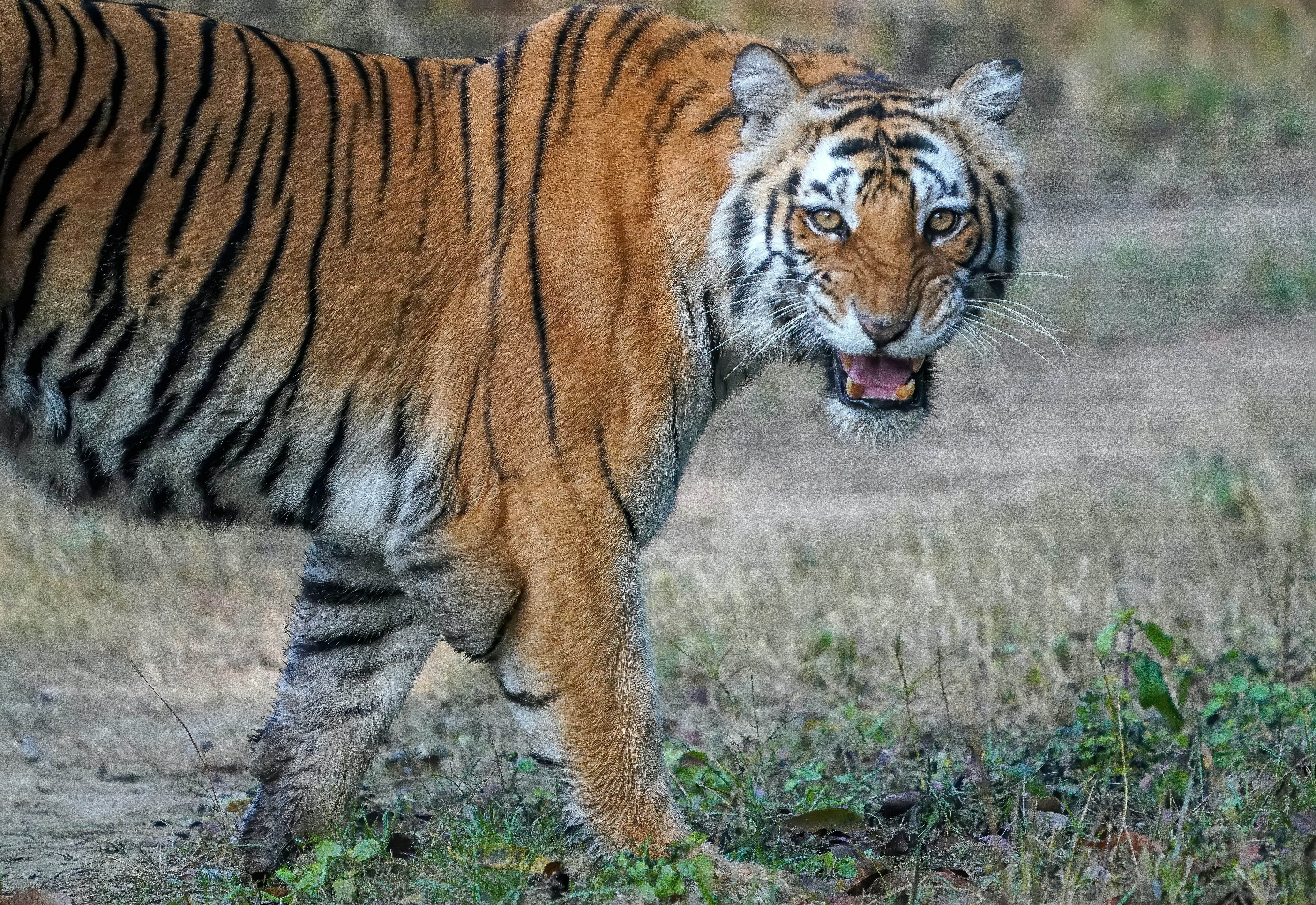 tiger walking on green grass during daytime